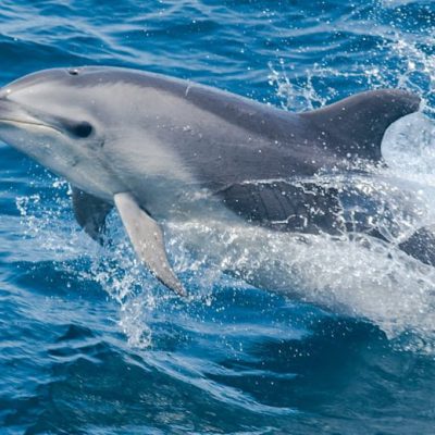 Bottlenose dolphin