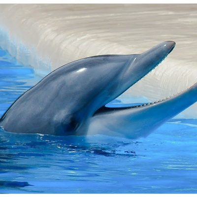 Bottlenose dolphins can hold grudges against individuals who fail to assist when needed