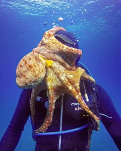 Caleb Heikes a diver enjoys the company of an octopus who wanted a hug