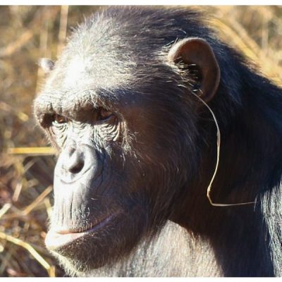 Chimpanzee with grass ear decoration