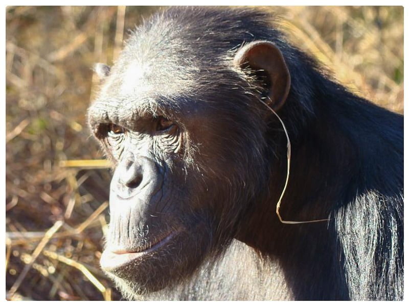 Chimpanzee with grass ear decoration