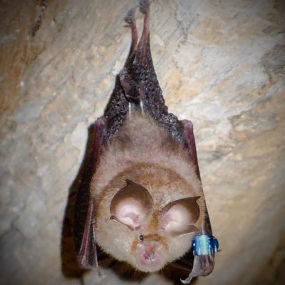 Horseshoe bat in UK carries Covid-like virus