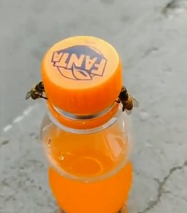 2 bees open a bottle of Fanta using teamwork