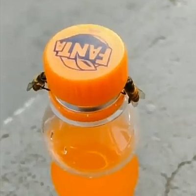 2 bees open a bottle of Fanta using teamwork