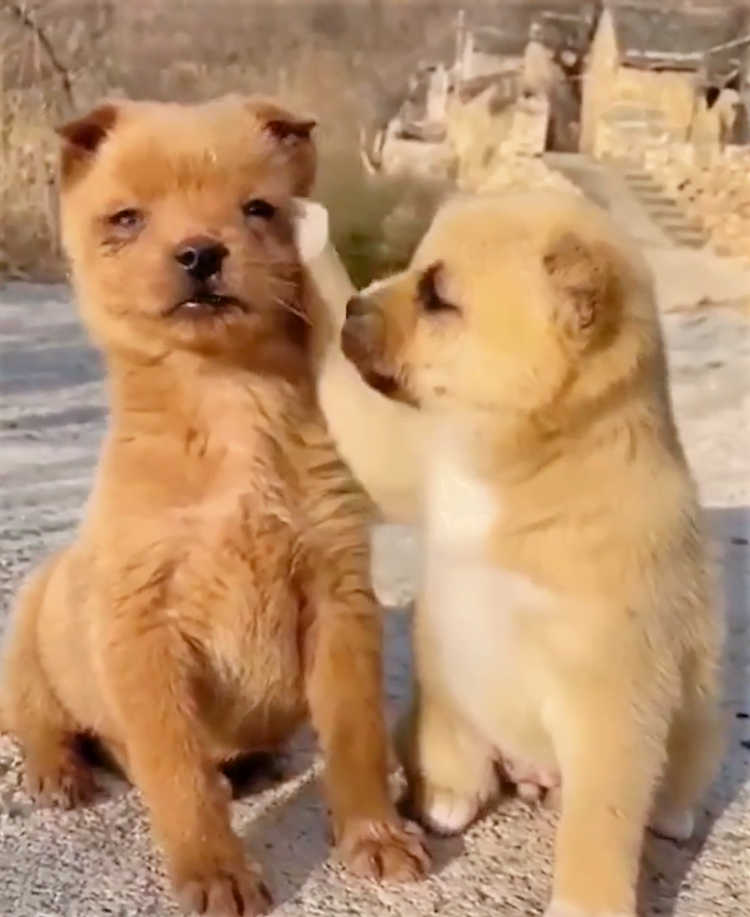 Cutest puppy video on tiktok