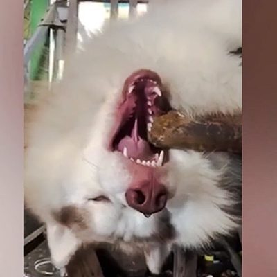 Dog looks dead but is fast asleep