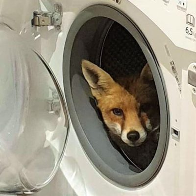 Fox takes up residence in a washing machine inside Natasha Prayag's home