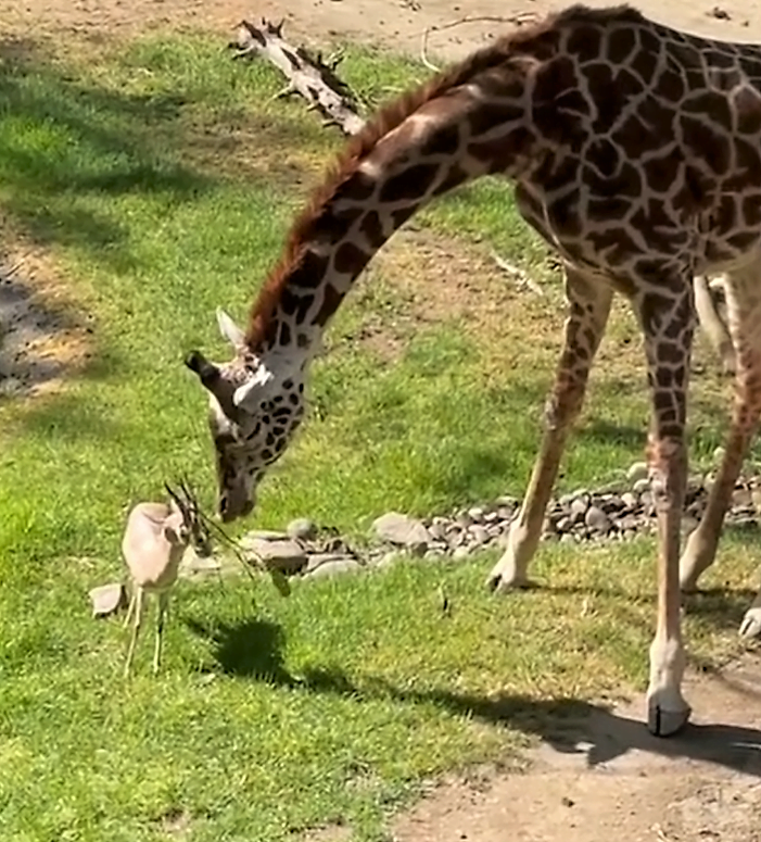 Giraffe does not want to help this gazelle by removing a branch from its head but to eat the leaves