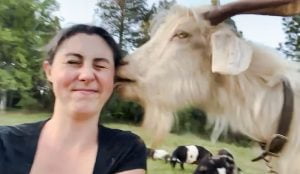 Goats love to lick this woman. Is it for the salt or because of their affection for her?
