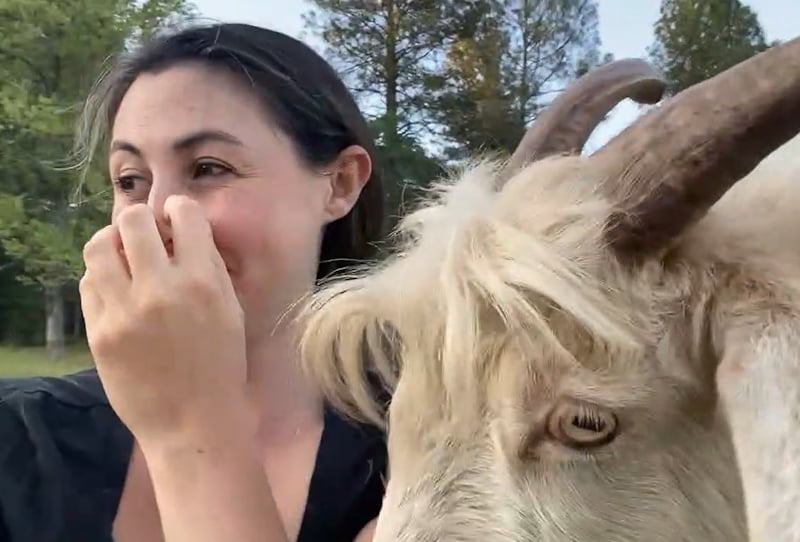 Goats love to lick this woman. Is it for the salt or because of their affection for her?