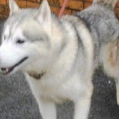 Rocco a husky dog who was untrained and as a consequence dangerous