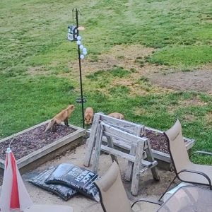 Skulk of kit foxes in backyard