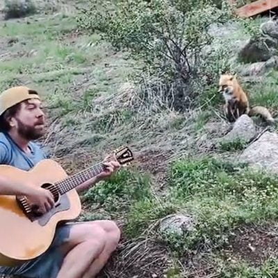 Wild fox enjoys the music of man sitting near by