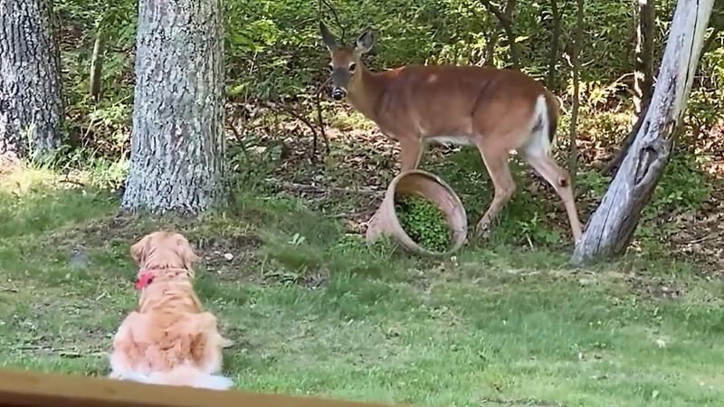 Golden retriever plays with deer friend
