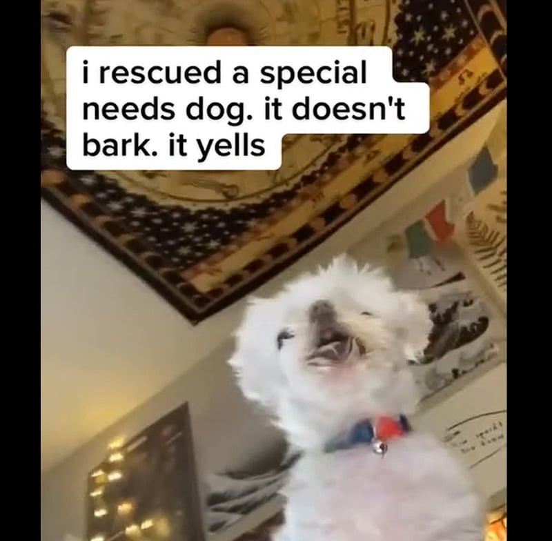 Rescued special needs dog prefers to scream and not bark