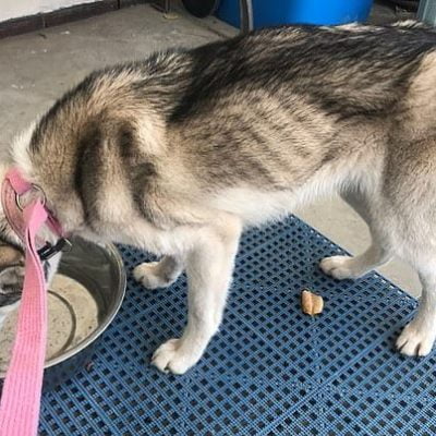 Stormy after rescue eating and gaining weight