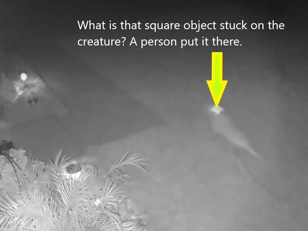 Strange creature captured on security camera in yard in Florida