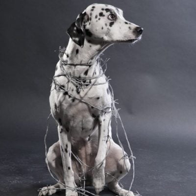 We must drop the phase "to be treated like a dog"