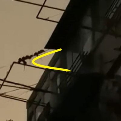 Rats queue up to get into flat in Shanghai for food