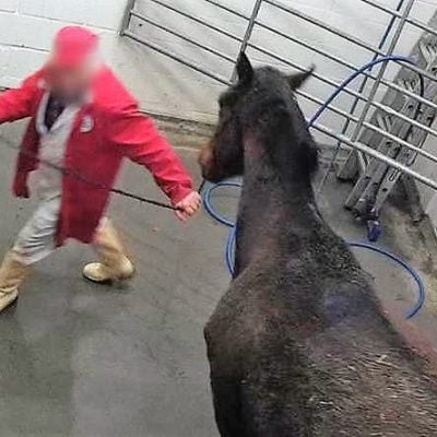 Cruel deaths of racehorses at abattoir as shown on Panorama
