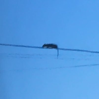 High climbing rat with great balance