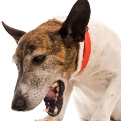 Surge in kennel cough in dogs post-Covid social distancing rules