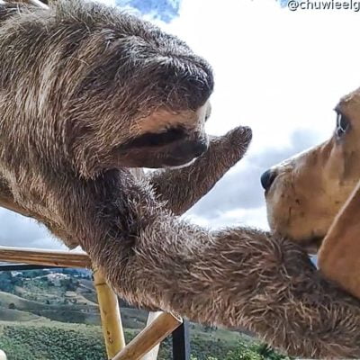 Rescued sloth tenderly pets and cuddles beagle friend