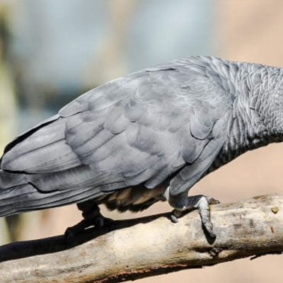 Grey parrot from Ghana