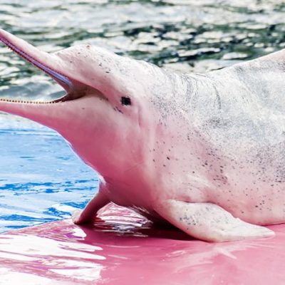 Chinese white dolphin