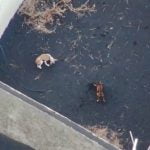 Dog food dropped by drone for dogs trapped by lava on La Palma