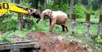 Elephant thanks JCB for helping her