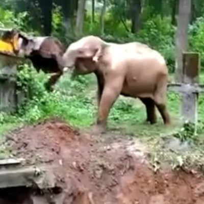 Elephant thanks JCB for helping her