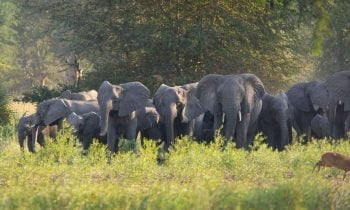 Gorongosa National Park elephants