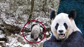 Panda showing off camouflage