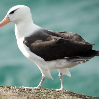 Black-browed albatross