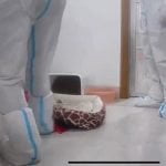 Corgi dog brutally killed by crazed health officials in China to disinfect the dog owner's apartment