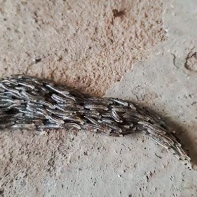 Fungus gnat larvae in a column