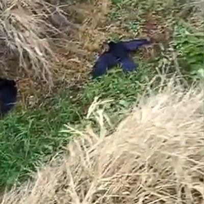 Chinese farmer finds dozens of crows lying dead in roadside ditch