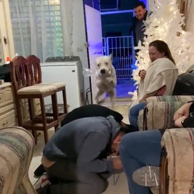 Do entertains by jumping over people with a glass in his mouth. And he does it repeatedly.