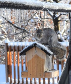 Grey squirrel at a bird box