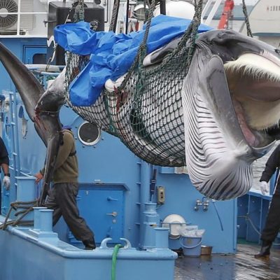 A whale is unloaded at a port in Kushiro