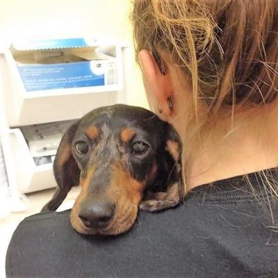 One of 40 dogs saved from an alleged puppy mill