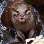 Otter
