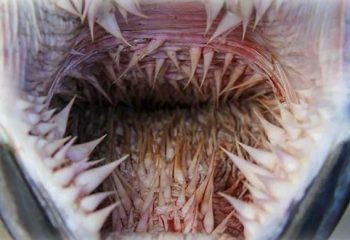The interior of the mouth of a leatherback turtle showing the papillae which stop jellyfish being regurgitated with water