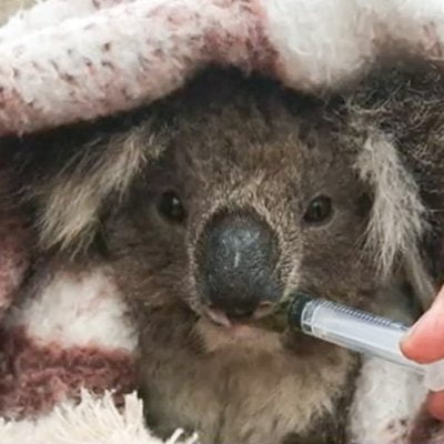 Rescued koala from Koala Carnage