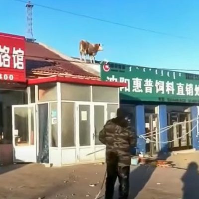 Cow stuck on a roof in Inner Mongolia. How did it get there?