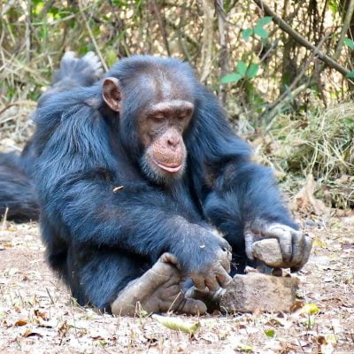 Chimp cracking open nuts using 2 stones
