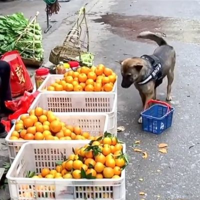 Dog goes shopping like a human
