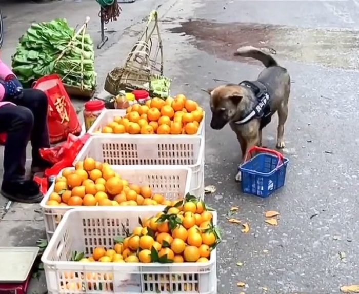 Dog goes shopping like a human