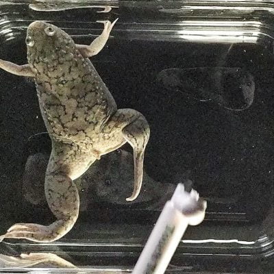 Frog leg limb regeneration has been made possible by a cocktail of drugs and a bioreactor dome
